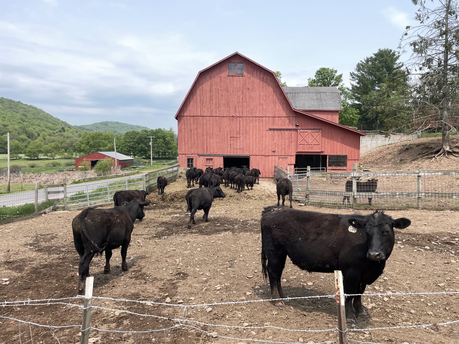 Cattle grazing on green pasture beside the red barn at Argyle Farms in Andes, New York