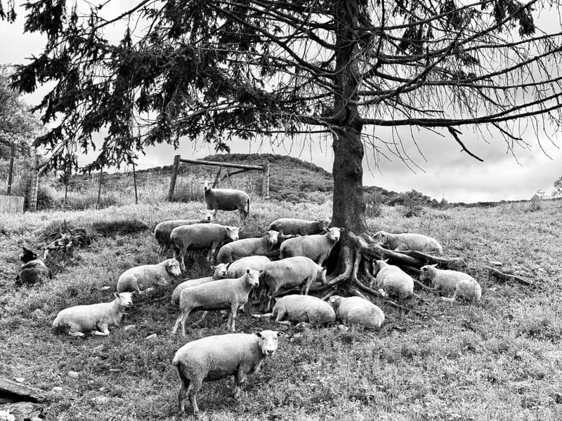 A flock of sheep under a lone pine, black and white