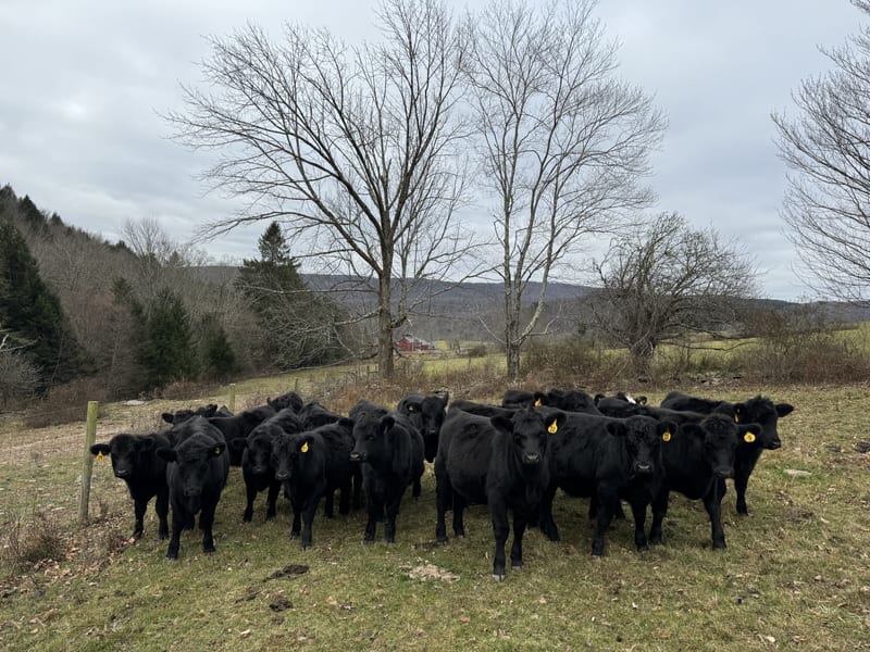 Belted Galloway and Hereford cattle grazing near a shade tree at Argyle Farms