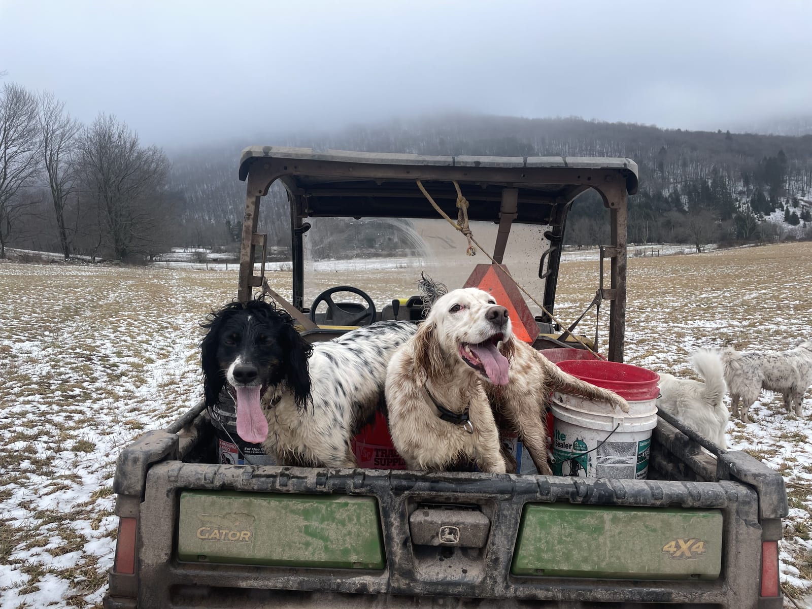 Farm dogs riding on the back of a truck at Argyle Farms in Andes, New York