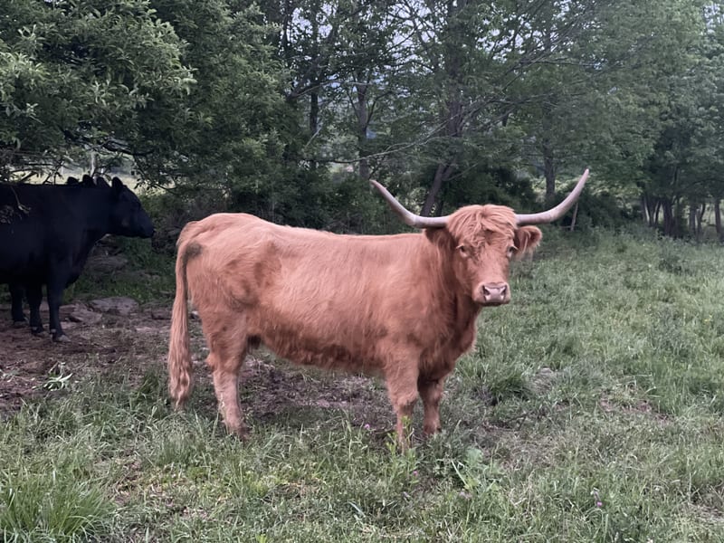 A steer standing in the pasture at Argyle Farms