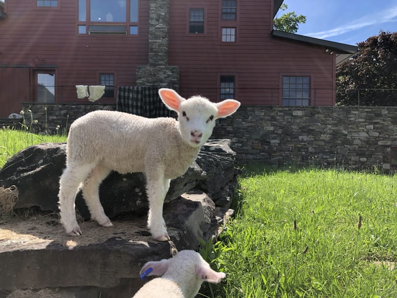 A Cheviot lamb standing on a rock in the pasture at Argyle Farms