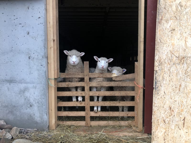 Two lambs peering over a barn stall gate