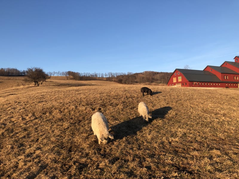 Sheep grazing at golden hour with the red barn and sun low over the Catskill ridgeline
