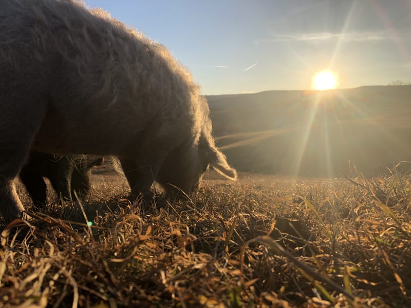 A heritage hog foraging on pasture in golden evening light at Argyle Farms