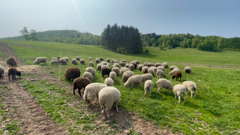 A flock of Cheviot sheep grazing across a Catskills hillside