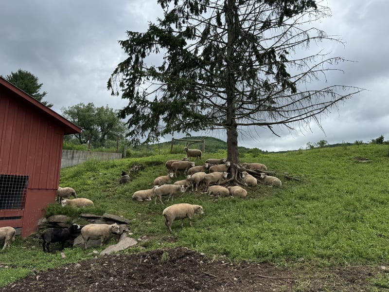 Sheep resting under a pine at Argyle Farms, the flock our wool comes from