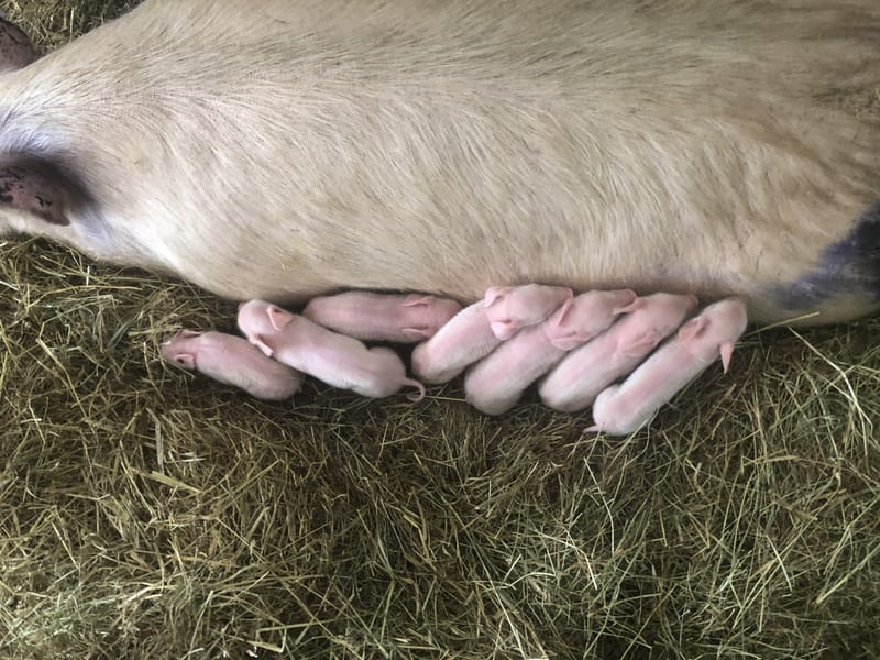 A sow with her piglets on pasture at Argyle Farms